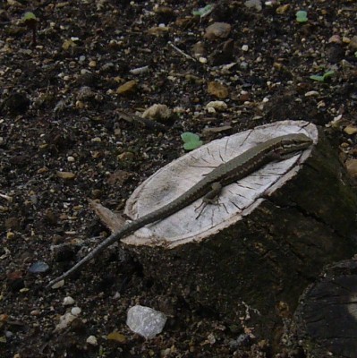 Boga Bonn 093.jpg