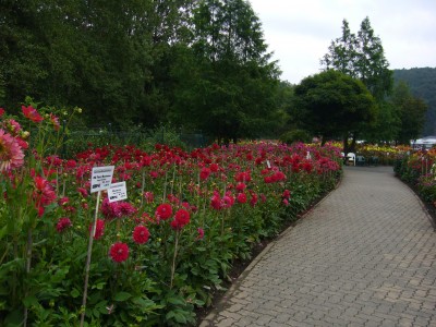 Boga Bonn 099.jpg