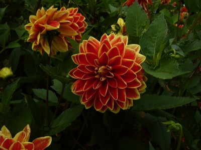 Boga Bonn 096.jpg