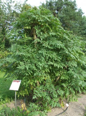 DSCF5887.JPG