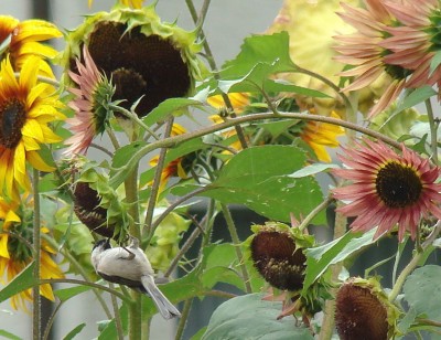 06.09.2008 besucher.jpg