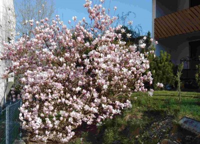 Magnolie_in_voller_Blüte.jpg
