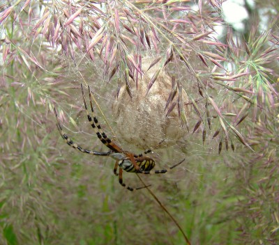 06.09.2008 wespenspinne5.jpg