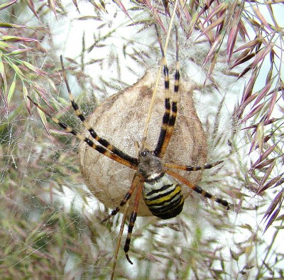 06.09.2008 wespenspinne1.jpg