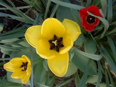 Tulpen April 2007.JPG