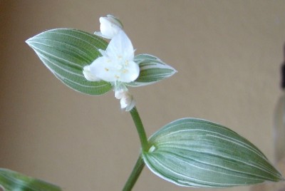 Tradescantie.JPG