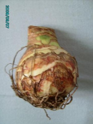 PICT0227.JPG