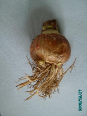 PICT0226.JPG