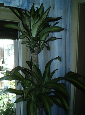 DSCS0213.JPG