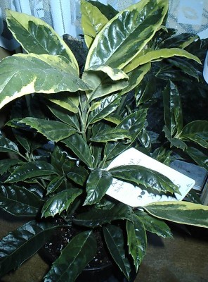 DSCS0215.JPG