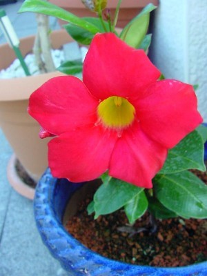 t_mandevilla_151.jpg