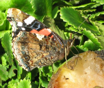 ich rüssle gerne.jpg