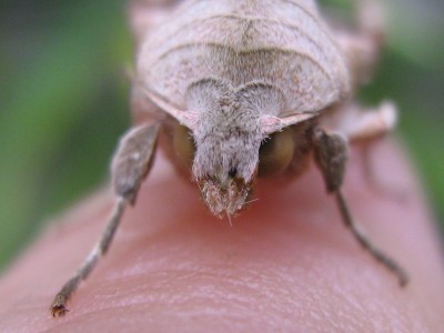 IMG_8137 Nachtfalter 3.JPG