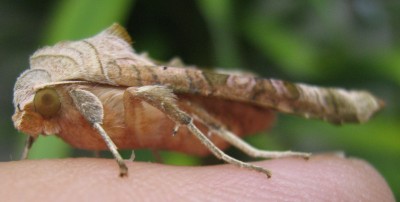 8139a Nachtfalter 2.jpg