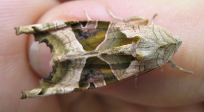 8140a Nachtfalter 1.jpg