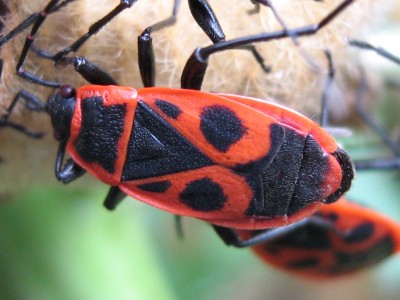 IMG_8127 Feuerwanzen 2.JPG