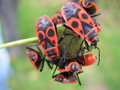 IMG_8120 Feuerwanzen 1.JPG