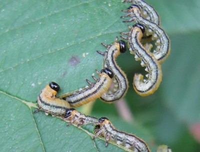 8114a Raupen.jpg