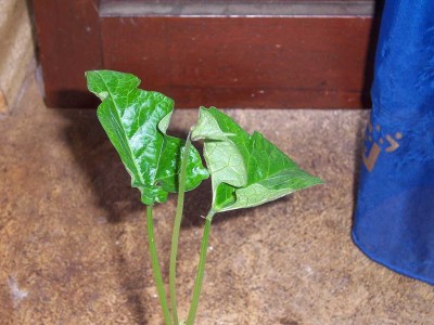 100_4166.JPG