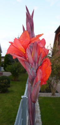 canna2.JPG