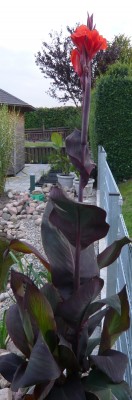 canna1.JPG