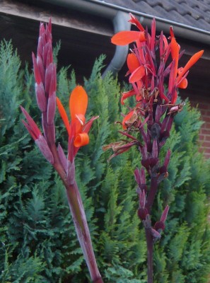 canna4.JPG