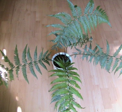 dicksonia.JPG