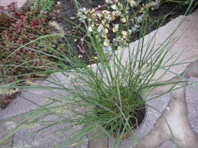 Pennisetum Little Bunny.jpg