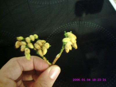 CRIM0049.JPG