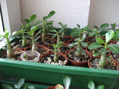 wüstiplantage.JPG