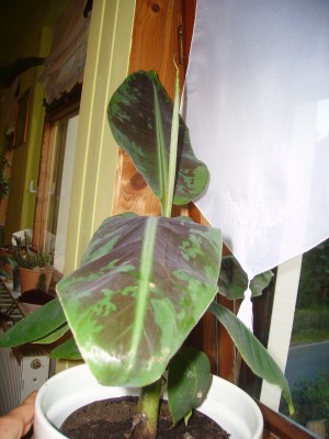 PICT0527.JPG