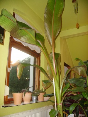 PICT0523.JPG