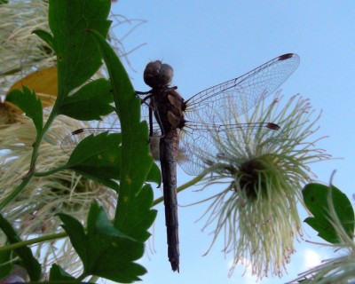 Libelle im Gegenlicht w.jpg