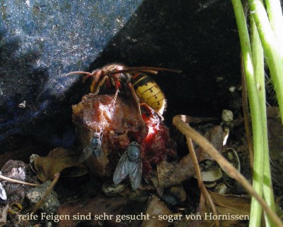 viel besuchte Feige w.jpg