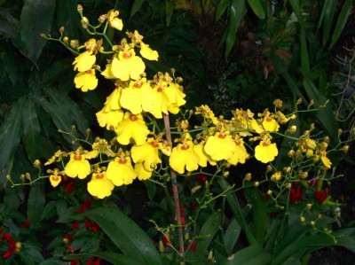 orchideen (5).JPG