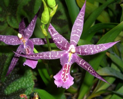 orchideen (4).JPG