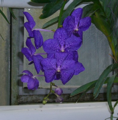 orchideen (3).JPG