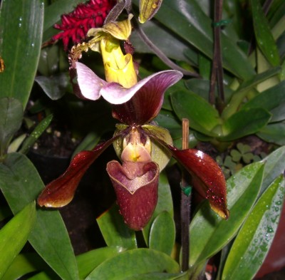 orchideen.JPG
