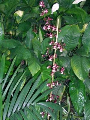 orchidee.JPG