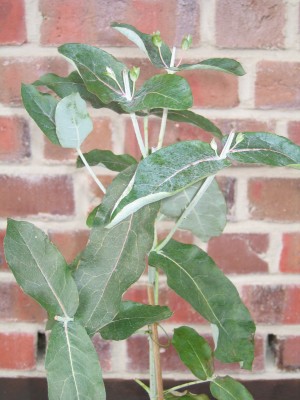 Eucalyptus-Mammut 004.jpg