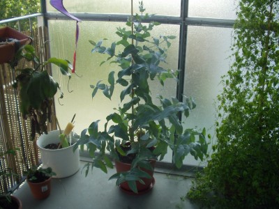 P1010074.JPG