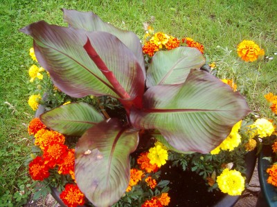 blumen im garten 034.jpg