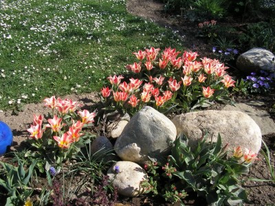 TULPEN.JPG