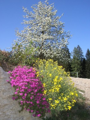steingarten.jpg