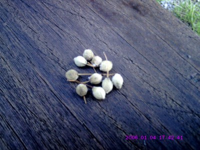 CRIM0045.JPG