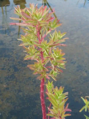 euphorbia_palustris.jpg