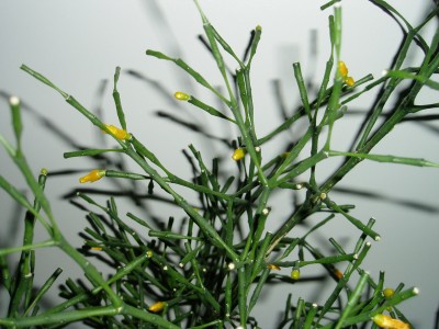 Rhipsalis Mutterpflanze.JPG