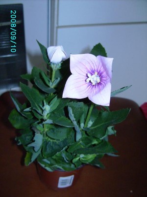 PICT0239 1.JPG