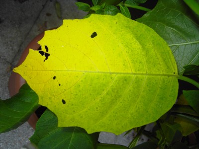 PICT0002.JPG