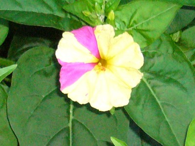 Mirabilis Jalapa 013.jpg